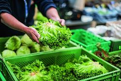 Produktfoto zu Salatsortiment