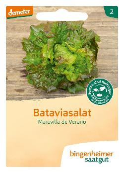 Produktfoto zu Batavia Maravilla da Verano Saatgut