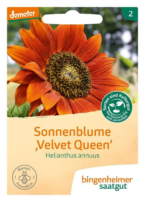 Produktfoto zu Sonnenblume Velvet Queen Saatgut