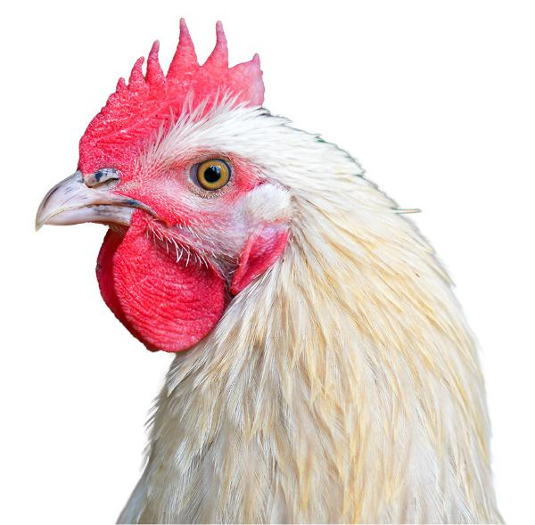 Produktfoto zu Rengo Henne (Suppenhuhn)