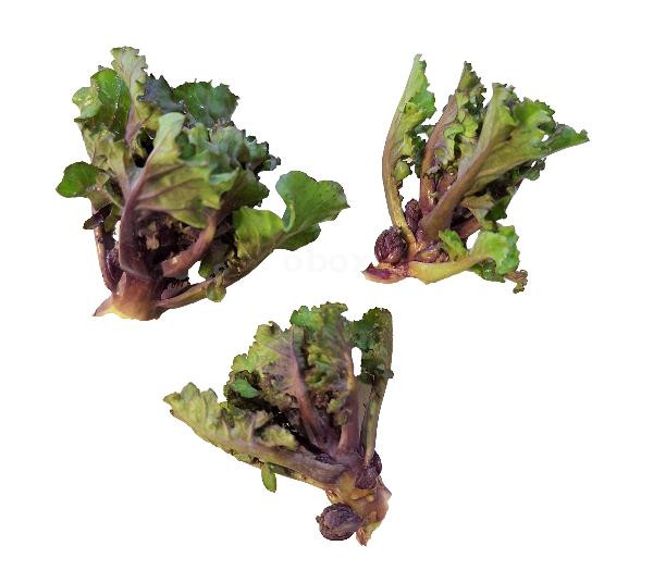 Produktfoto zu Kohlröschen Flower Sprouts